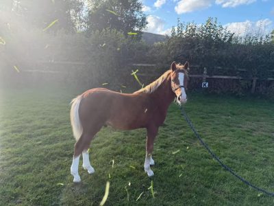 Exciting Welsh Colt for Sale – A Real Blank Canvas