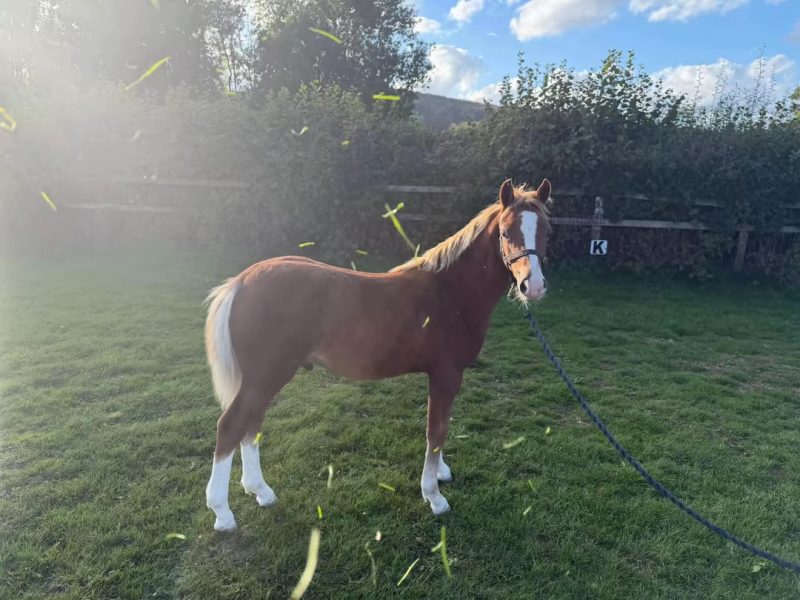 Exciting Welsh Colt for Sale – A Real Blank Canvas